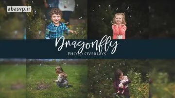 دانلود سنجاقک های متنوع برای ادیت Dragonfly