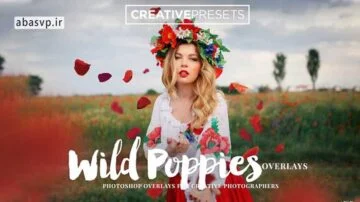 دانلود تصاویر گلبرگ پخش شده و دشت گل قرم Wild Poppies