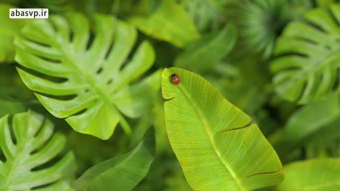 پروژه آماده طبیعت افتر افکت Nature Logo