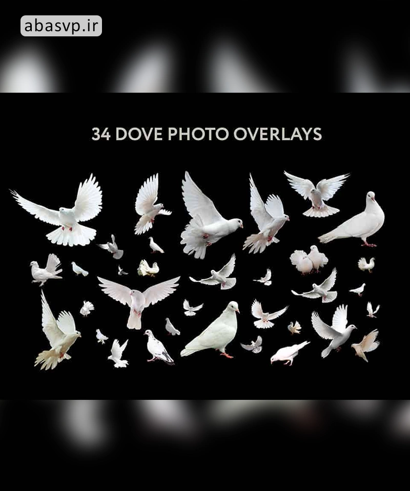 مجموعه تصاویر لایه باز کبوتر Dove Photo Overlays 